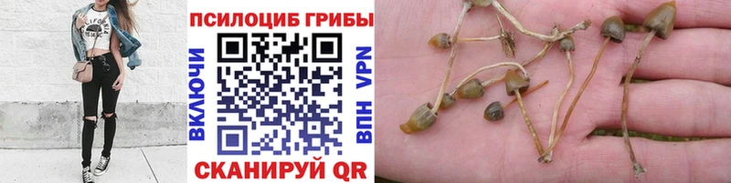 где купить наркотик  Октябрьск  Галлюциногенные грибы Psilocybine cubensis 